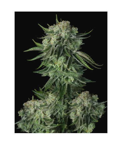 Semillas Original Moby Dick Auto autoflorecientes de FastBuds Seeds