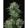 Semillas Original Moby Dick Auto autoflorecientes de FastBuds Seeds