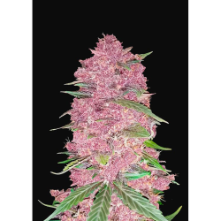 Semillas Purple Lemonade Auto autoflorecientes de FastBuds Seeds
