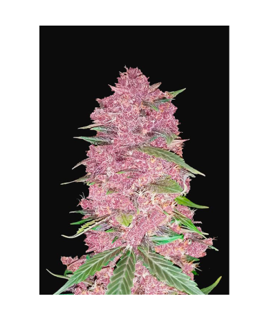 Semillas Purple Lemonade Auto autoflorecientes de FastBuds Seeds
