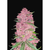 Semillas Purple Lemonade Auto autoflorecientes de FastBuds Seeds