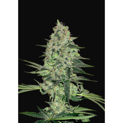 Semillas Rhino Ryder Auto autoflorecientes de FastBuds Seeds