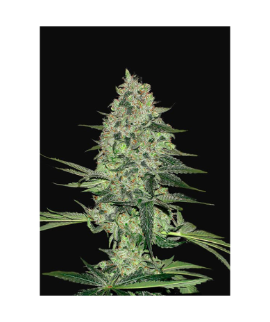 Semillas Rhino Ryder Auto autoflorecientes de FastBuds Seeds