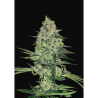 Semillas Rhino Ryder Auto autoflorecientes de FastBuds Seeds