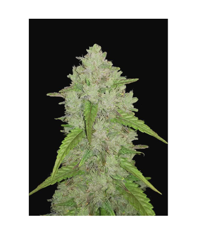 Semillas Amnesia Haze Auto autoflorecientes de FastBuds Seeds