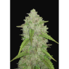 Semillas Amnesia Haze Auto autoflorecientes de FastBuds Seeds