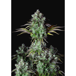 Semillas Big Bud Auto autoflorecientes de FastBuds Seeds