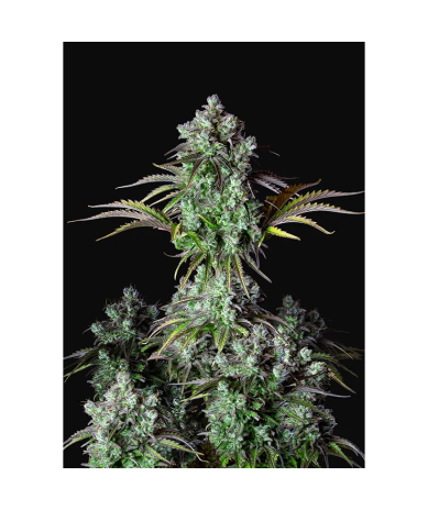Semillas Big Bud Auto autoflorecientes de FastBuds Seeds