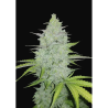 Semillas Cheese Auto autoflorecientes de FastBuds Seeds