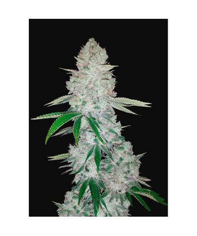 Semillas Gorilla Glue Auto autoflorecientes de FastBuds Seeds