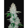 Semillas Gorilla Glue Auto autoflorecientes de FastBuds Seeds