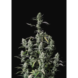Semillas Gorilla Zkittlez Auto autoflorecientes de FastBuds Seeds