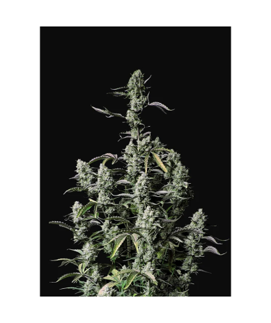 Semillas Gorilla Zkittlez Auto autoflorecientes de FastBuds Seeds