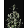 Semillas Gorilla Zkittlez Auto autoflorecientes de FastBuds Seeds