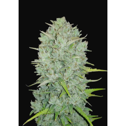 Semillas Northern Lights Auto autoflorecientes de FastBuds Seeds