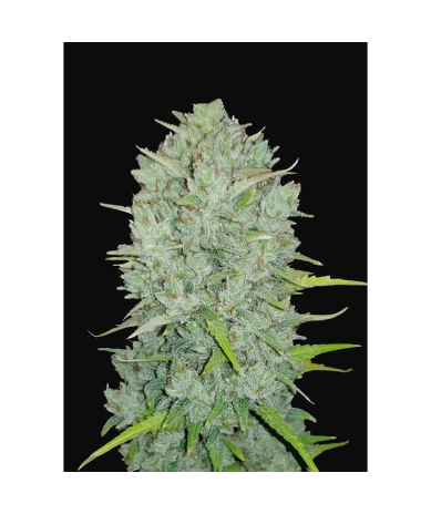 Semillas Northern Lights Auto autoflorecientes de FastBuds Seeds