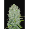 Semillas Northern Lights Auto autoflorecientes de FastBuds Seeds