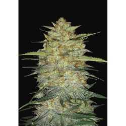 Semillas OG Kush Auto autoflorecientes de FastBuds Seeds