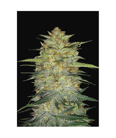 Semillas OG Kush Auto autoflorecientes de FastBuds Seeds