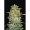 Semillas OG Kush Auto autoflorecientes de FastBuds Seeds