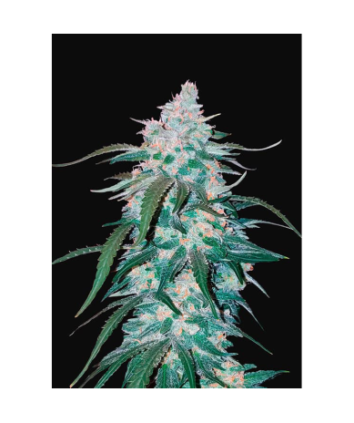 Semillas Pineapple Express Auto autoflorecientes de FastBuds Seeds