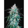 Semillas Pineapple Express Auto autoflorecientes de FastBuds Seeds