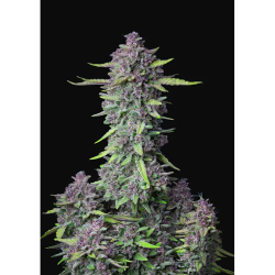 Semillas Purple Punch Auto autoflorecientes de FastBuds Seeds