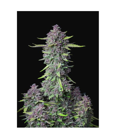 Semillas Purple Punch Auto autoflorecientes de FastBuds Seeds