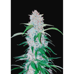 Semillas Six Shooter Auto autoflorecientes de FastBuds Seeds