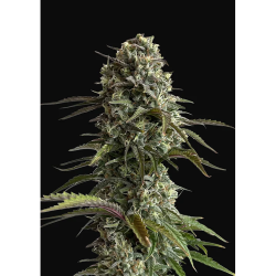 Semillas Skunk Auto autoflorecientes de FastBuds Seeds