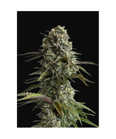 Semillas Skunk Auto autoflorecientes de FastBuds Seeds