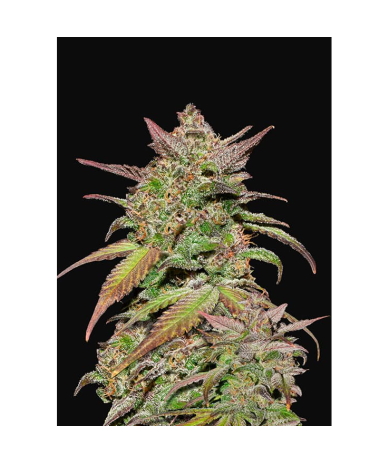 Semillas Smoothie Auto autoflorecientes de FastBuds Seeds