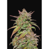 Semillas Smoothie Auto autoflorecientes de FastBuds Seeds