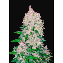 Semillas Stardawg Auto autoflorecientes de FastBuds Seeds