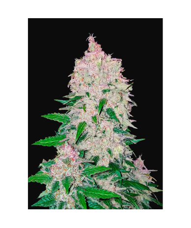 Semillas Stardawg Auto autoflorecientes de FastBuds Seeds