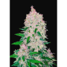 Semillas Stardawg Auto autoflorecientes de FastBuds Seeds