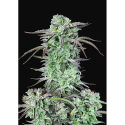 Semillas Strawberry Banana autoflorecientes de FastBuds Seeds