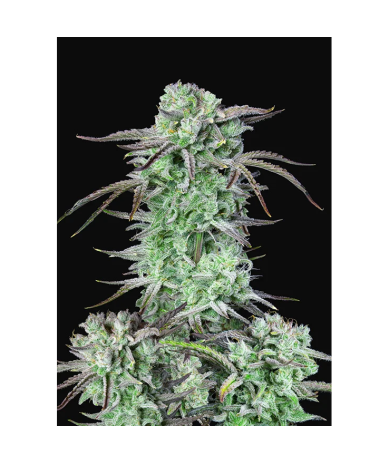 Semillas Strawberry Banana autoflorecientes de FastBuds Seeds