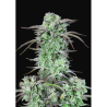 Semillas Strawberry Banana autoflorecientes de FastBuds Seeds