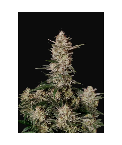 Semillas Strawberry Gorilla Auto autoflorecientes de FastBuds Seeds