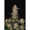 Semillas Strawberry Gorilla Auto autoflorecientes de FastBuds Seeds