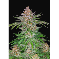 Semillas Strawberry Pie Auto autoflorecientes de FastBuds Seeds