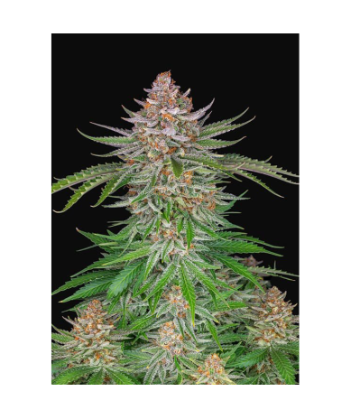 Semillas Strawberry Pie Auto autoflorecientes de FastBuds Seeds
