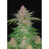 Semillas Strawberry Pie Auto autoflorecientes de FastBuds Seeds