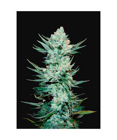 Semillas Tangie Matic Auto autoflorecientes de FastBuds Seeds
