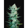 Semillas Tangie Matic Auto autoflorecientes de FastBuds Seeds