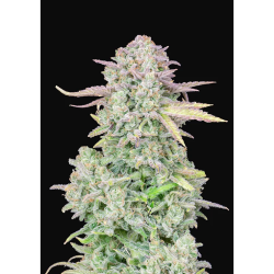 Semillas Trainwreck Auto autoflorecientes de FastBuds Seeds