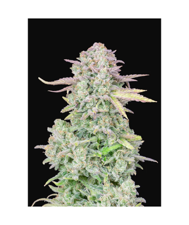 Semillas Trainwreck Auto autoflorecientes de FastBuds Seeds