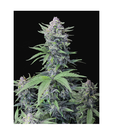 Semillas Tropicana Cookies Auto autoflorecientes de FastBuds Seeds