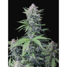 Semillas Tropicana Cookies Auto autoflorecientes de FastBuds Seeds